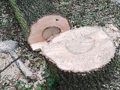 drzewo-46